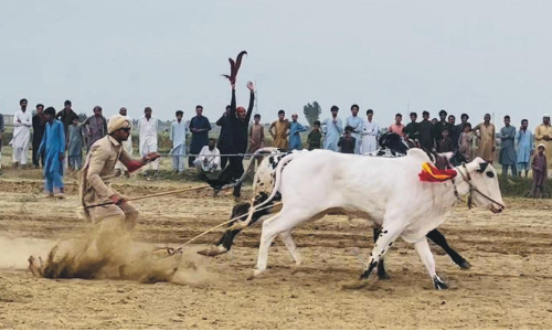 Tariq Khan Jalbai team win Oxen Race